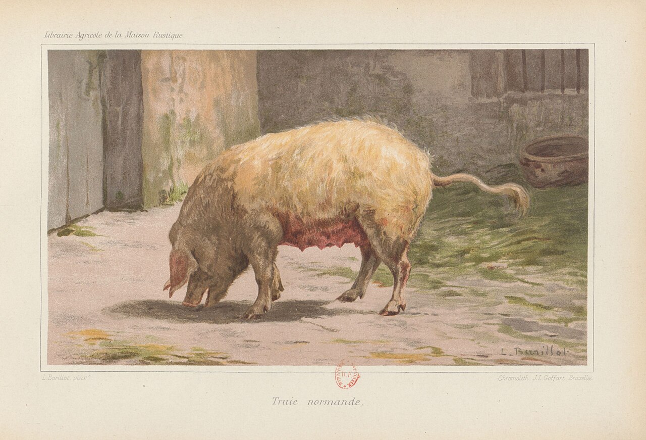 Normande
