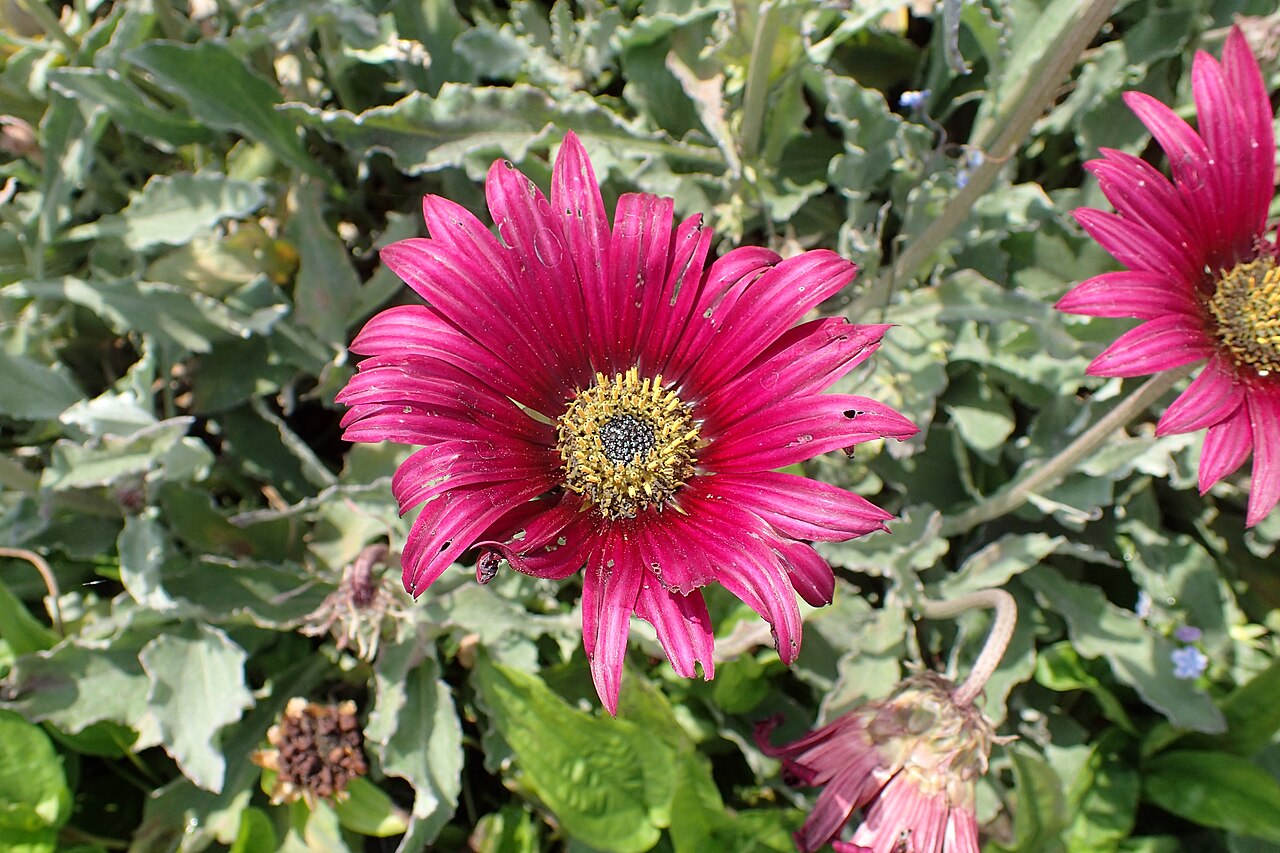 Arctotis acaulis