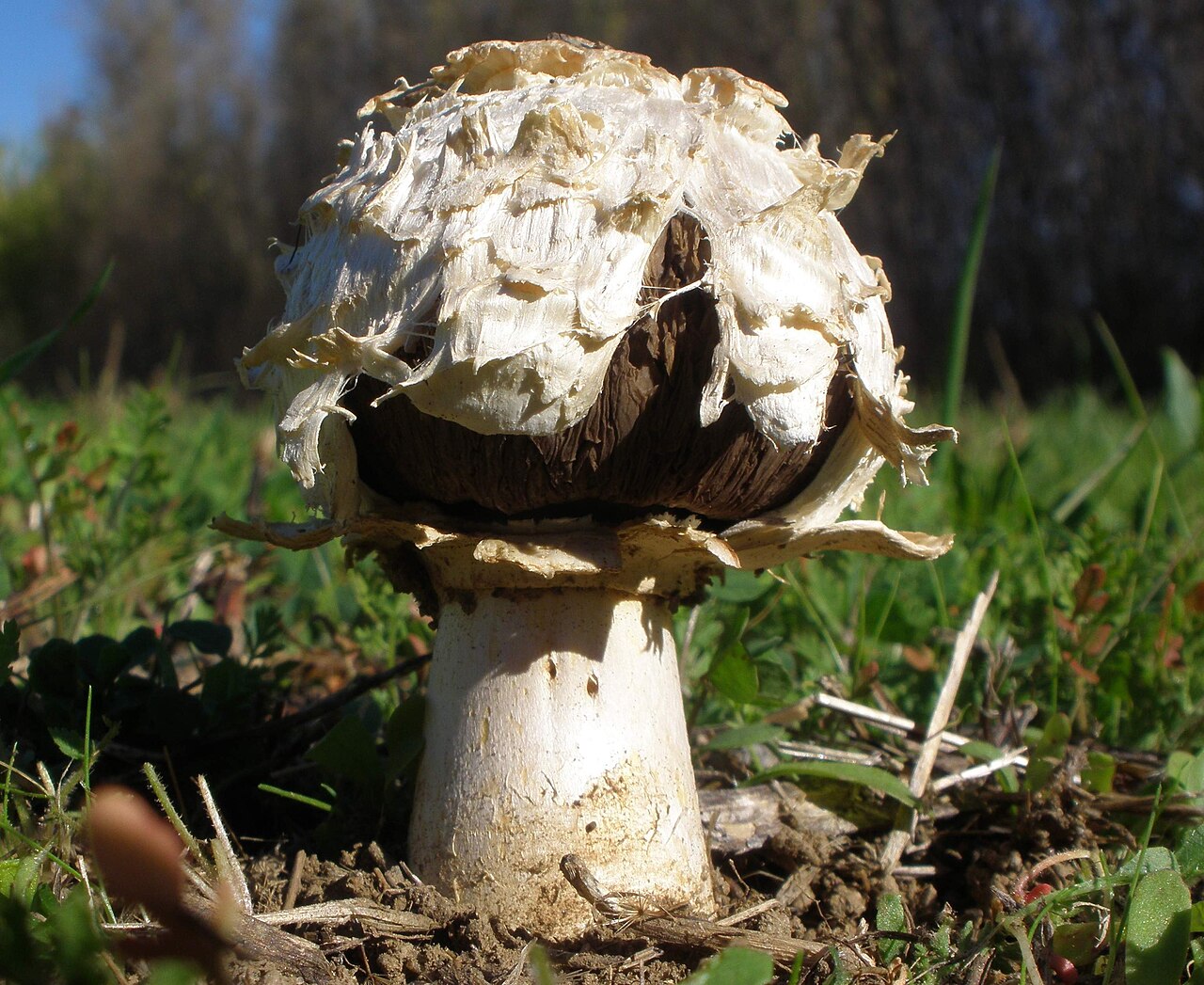 Gasteroid agaricus