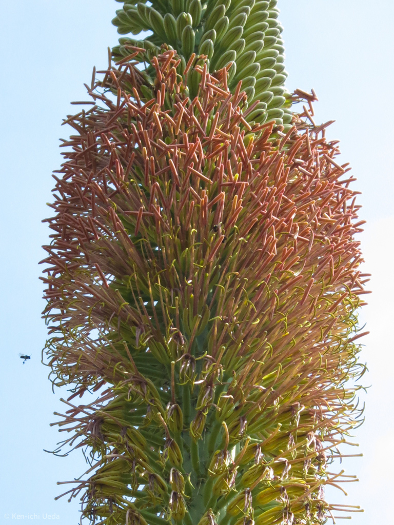 Agave horrida