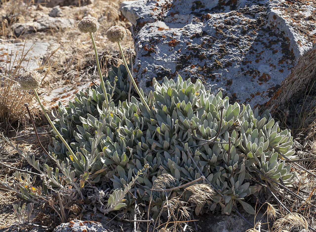 Eriogonum callistum