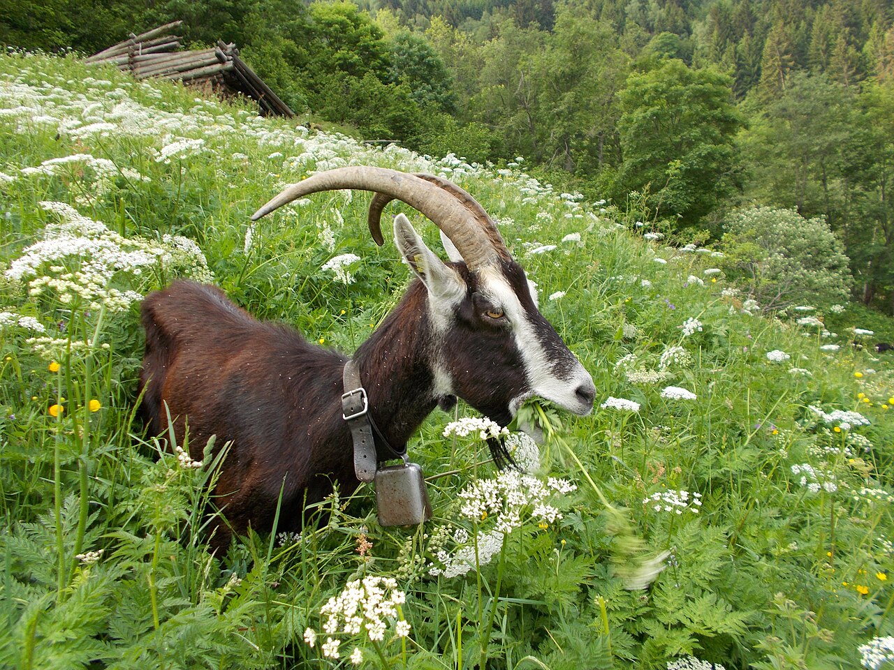 Grisons Striped