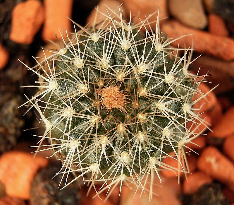 Frailea pygmaea