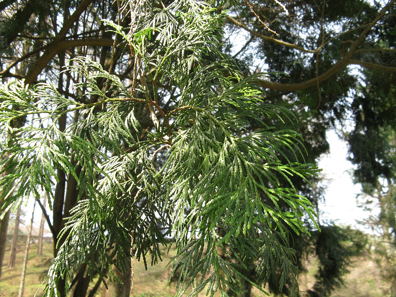 Calocedrus formosana
