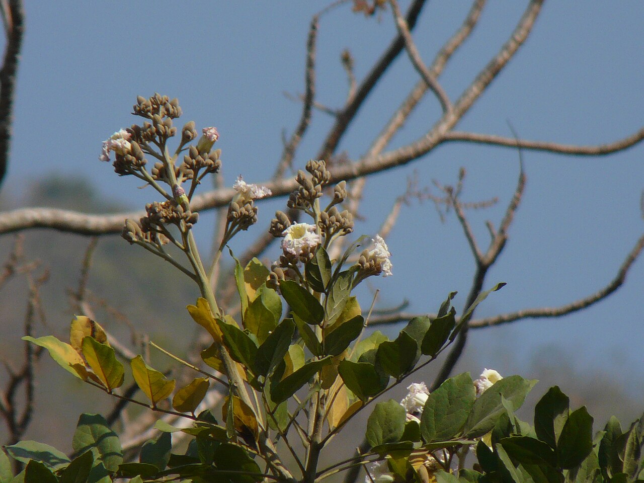 Heterophragma quadriloculare