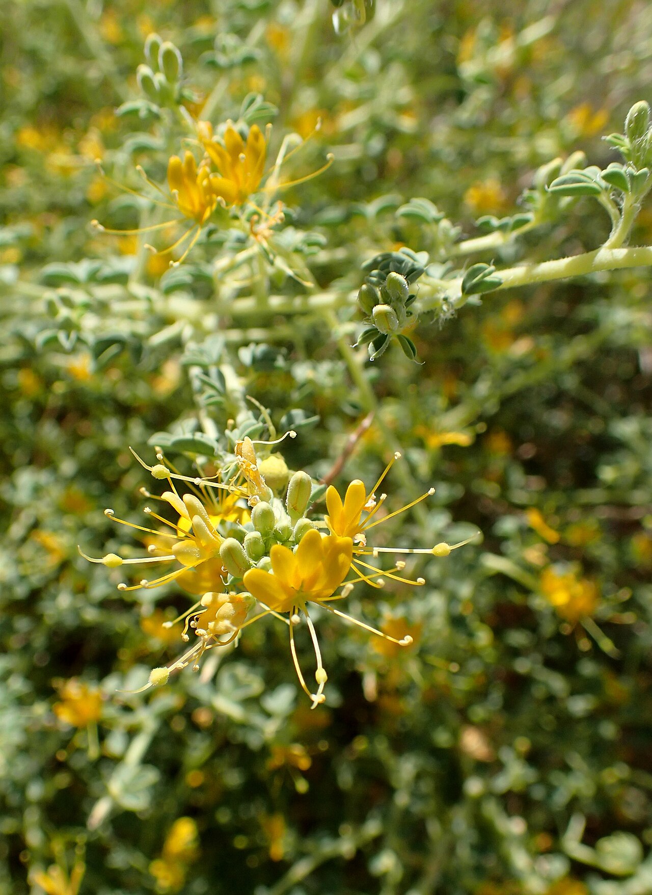 Cleomella obtusifolia