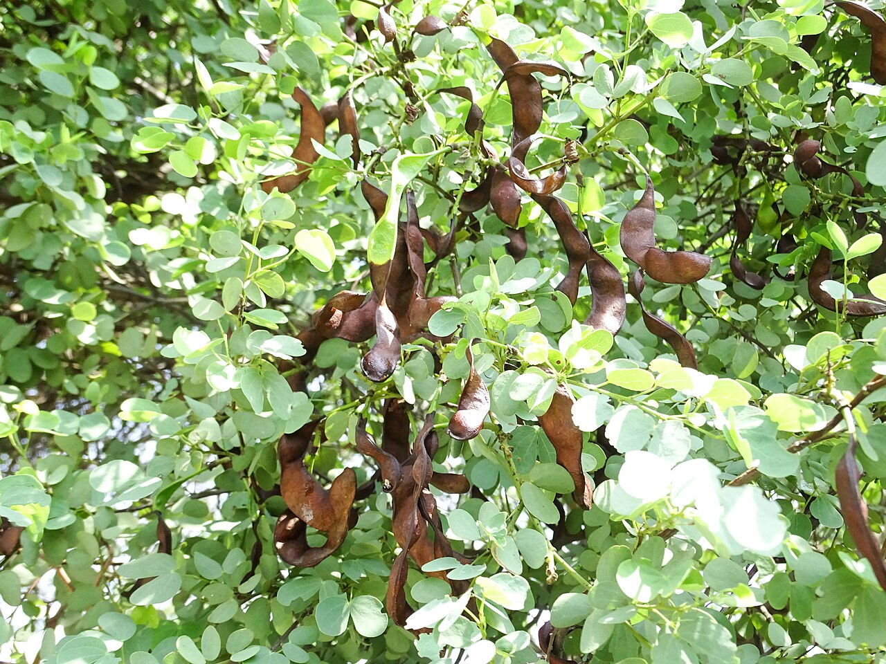 Bauhinia rufescens