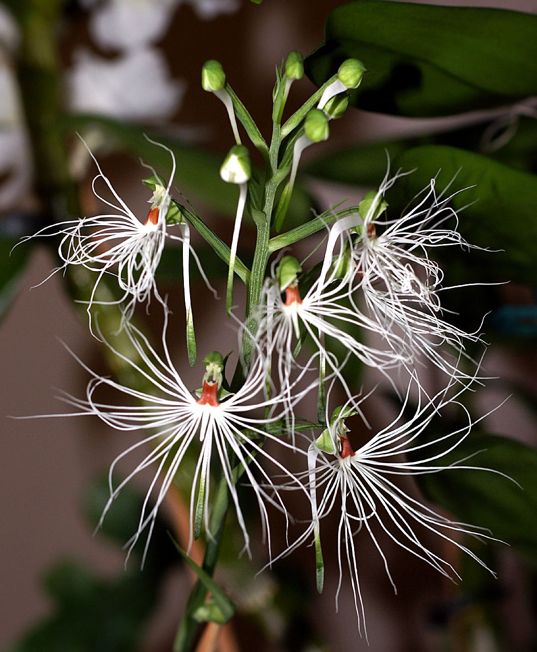 Habenaria medusa