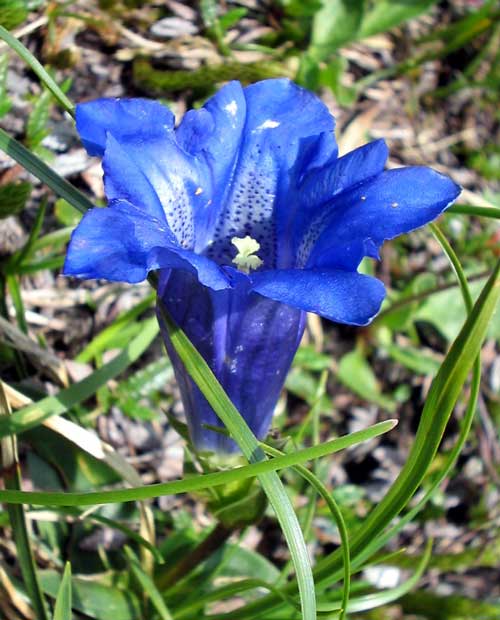 Flower of the sweet-lady or Clusius' gen