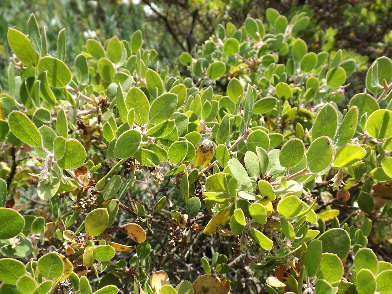 Arctostaphylos rudis