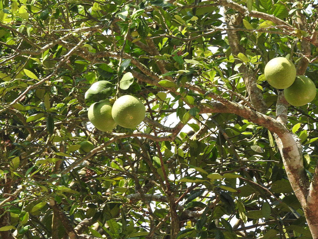 Citrus ×aurantifolia