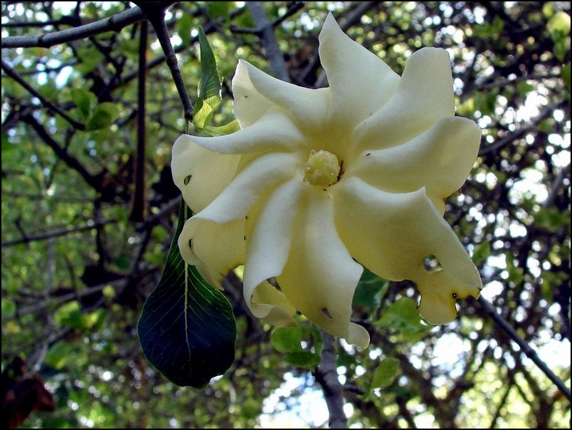 Gardenia volkensii