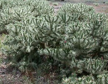 Cylindropuntia cardenche
