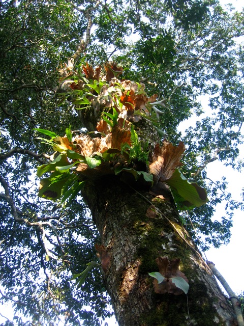 Entandrophragma utile