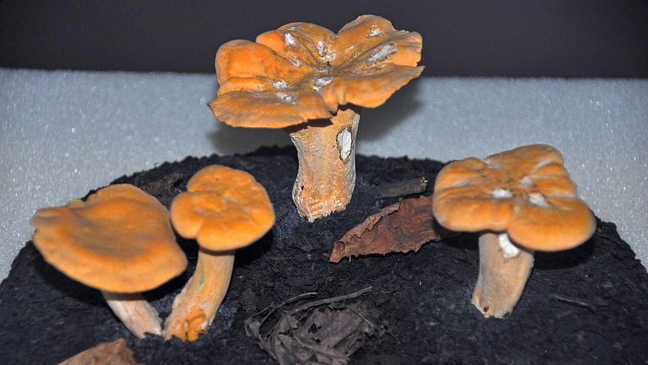 Cantharellus cibarius