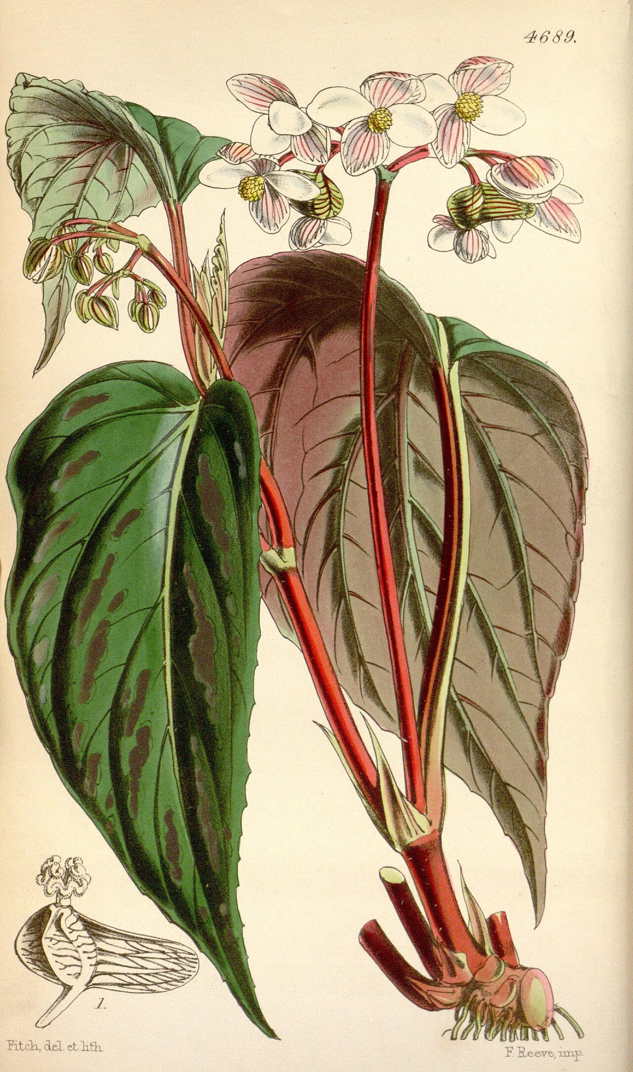 Begonia hatacoa