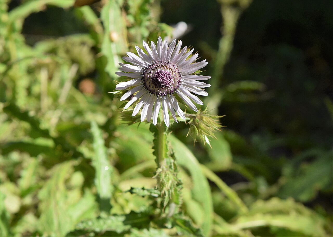 Purple berkheya