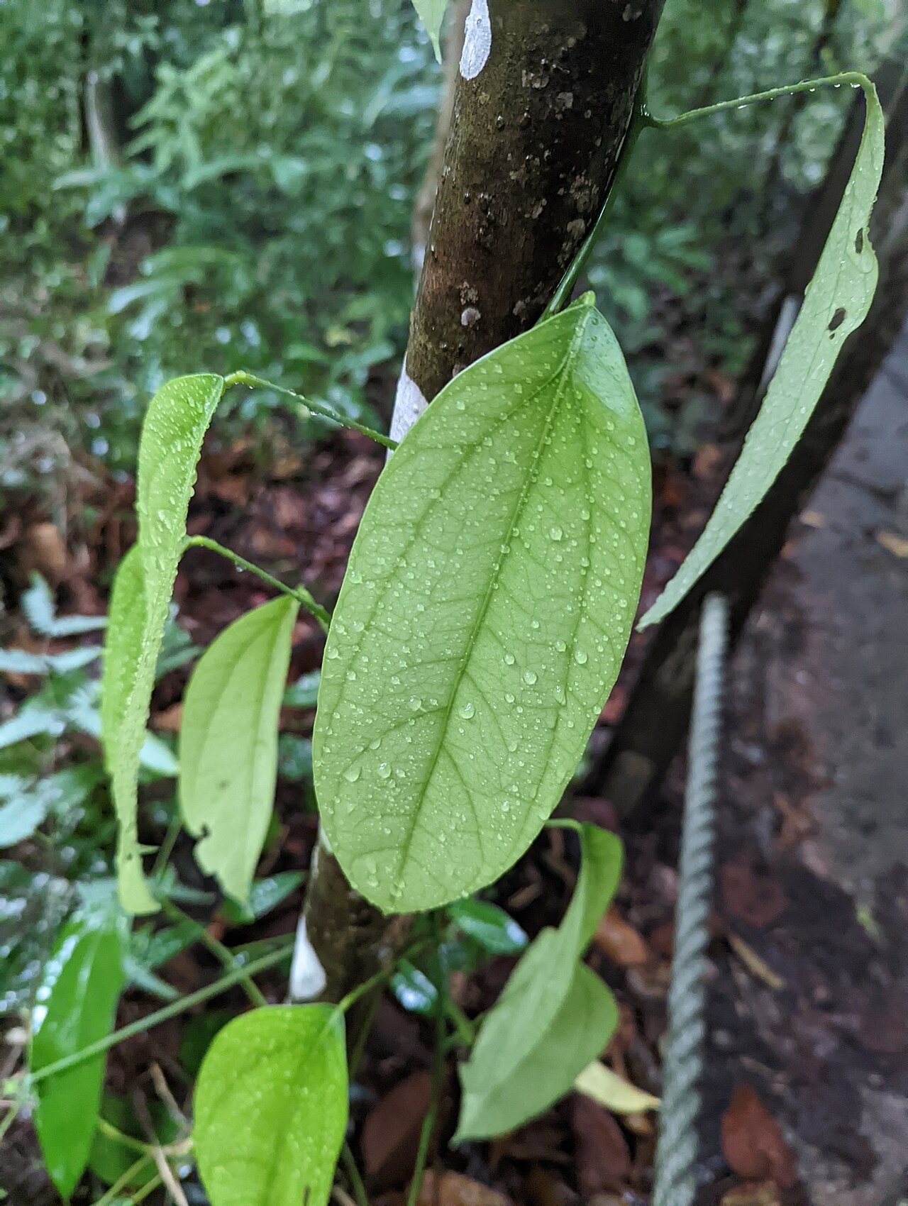 Fibraurea tinctoria