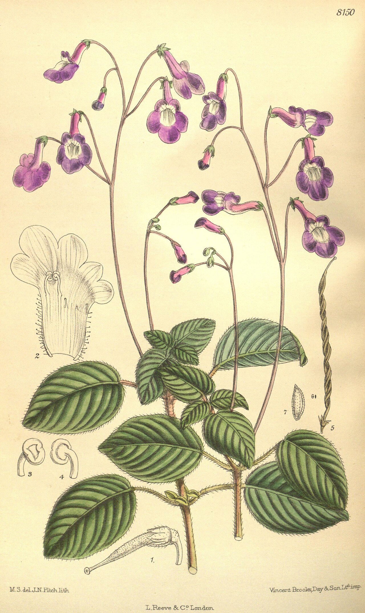 Streptocarpus holstii