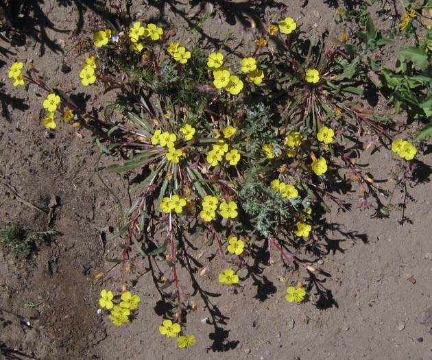 Camissonia bistorta