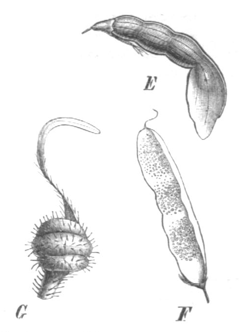 Discolobium junceum
