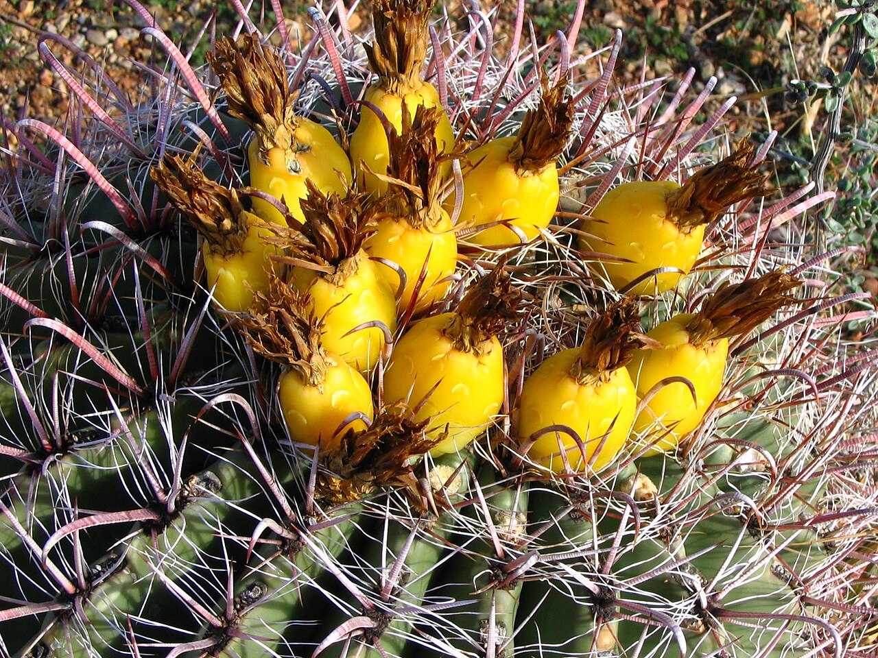 Ariocarpus scaphirostris