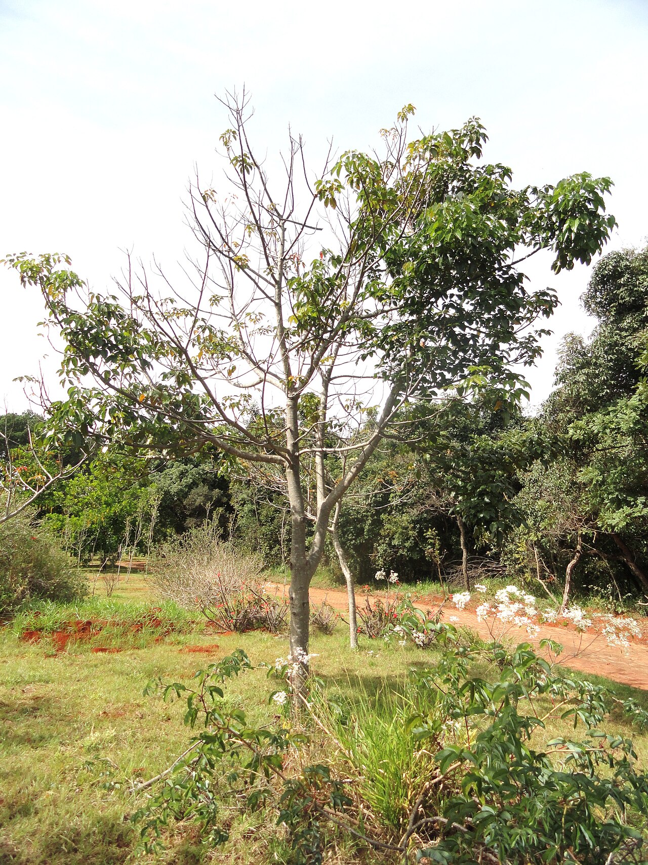 Joannesia princeps