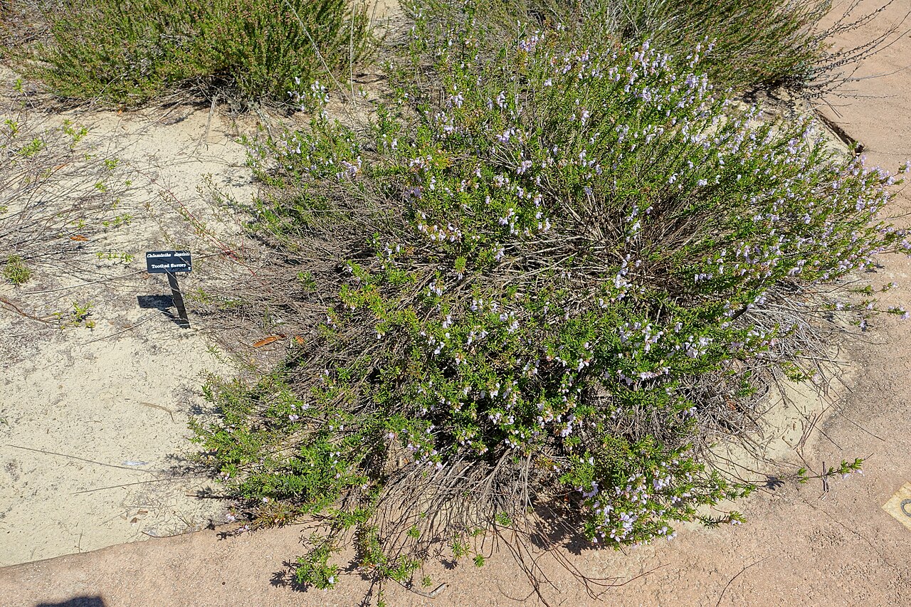 Clinopodium dentatum