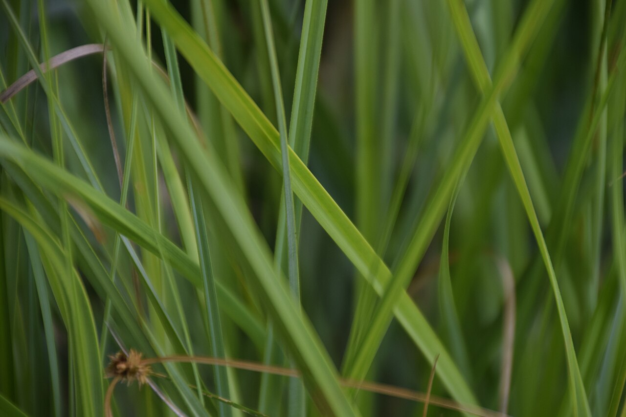 Cladium mariscus