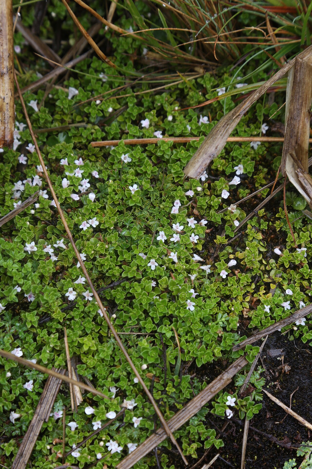 Clinopodium nubigenum