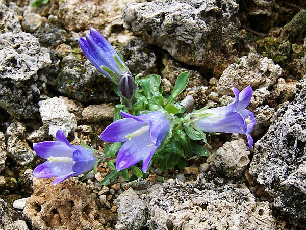 Campanula biebersteiniana