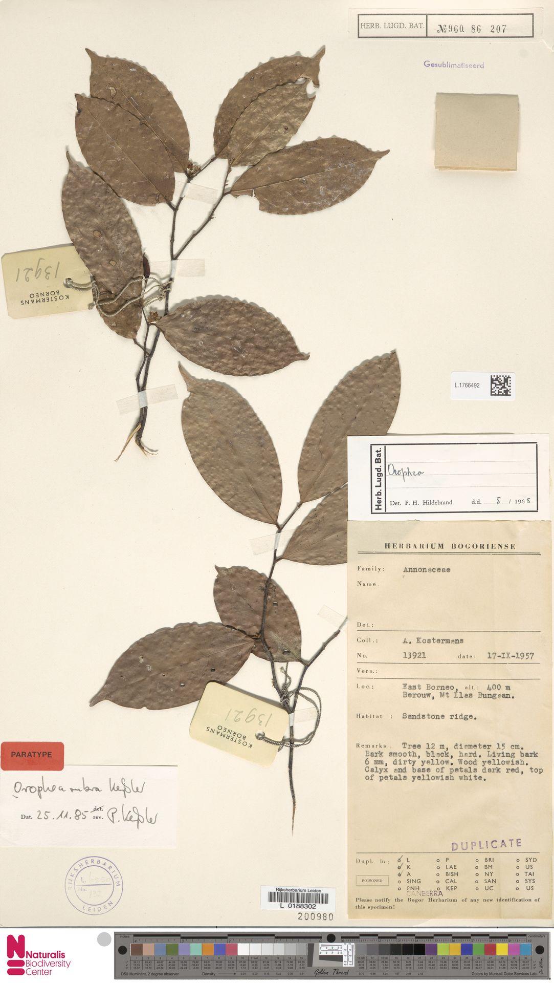 Orophea rubra