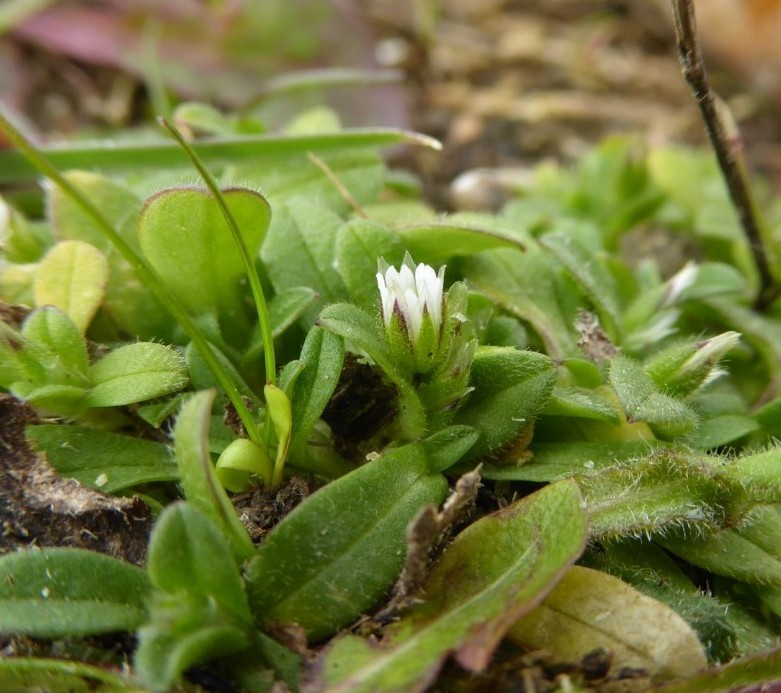 Little mouse-ear in English