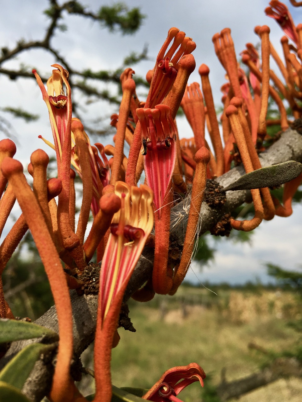 Phragmanthera dschallensis
