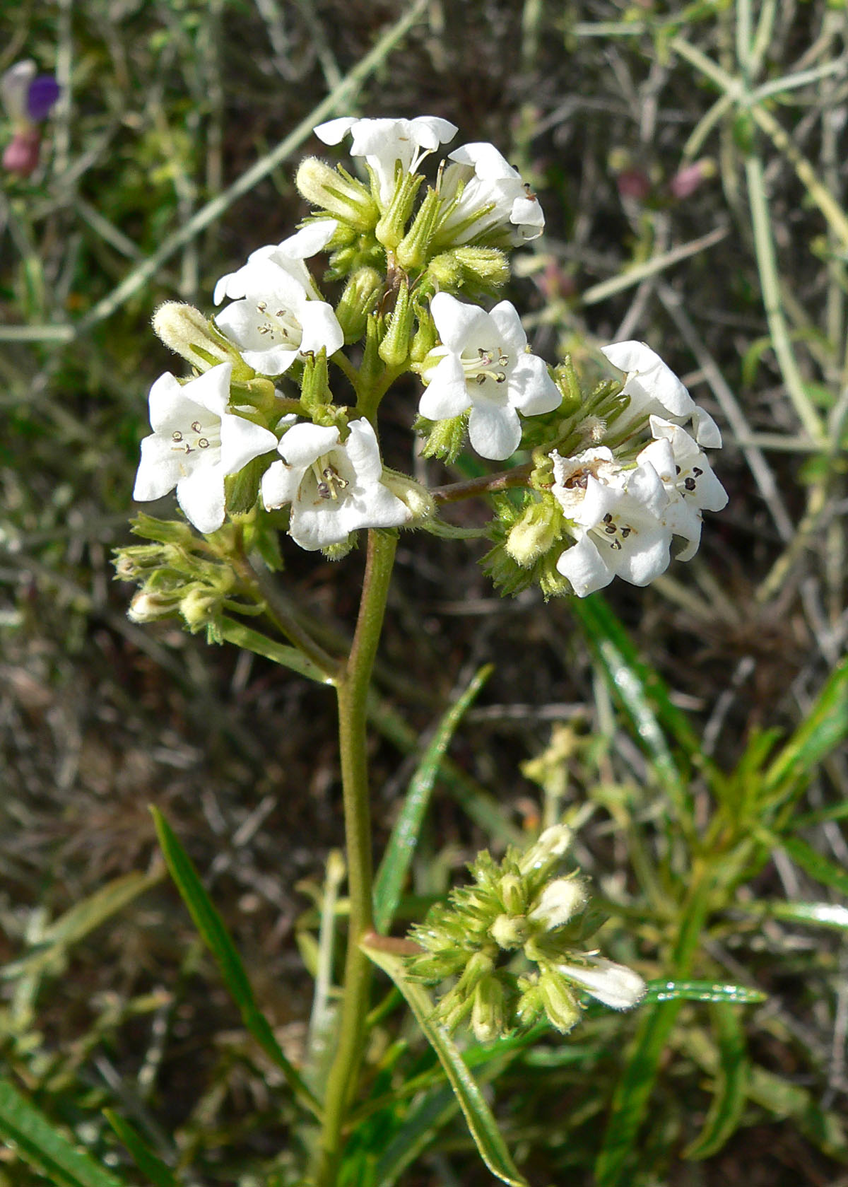 Eriodictyon angustifolium