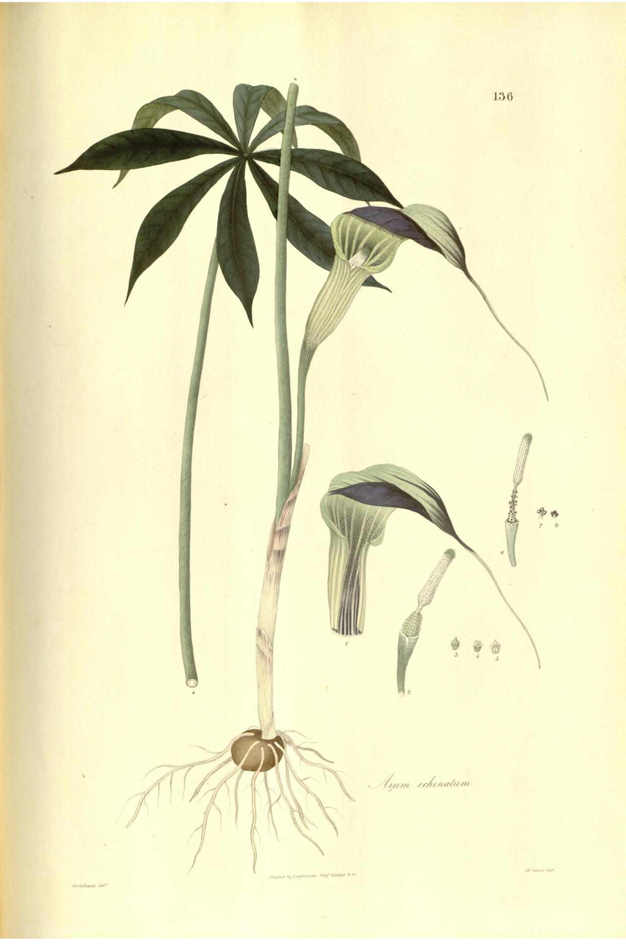 Arisaema echinatum