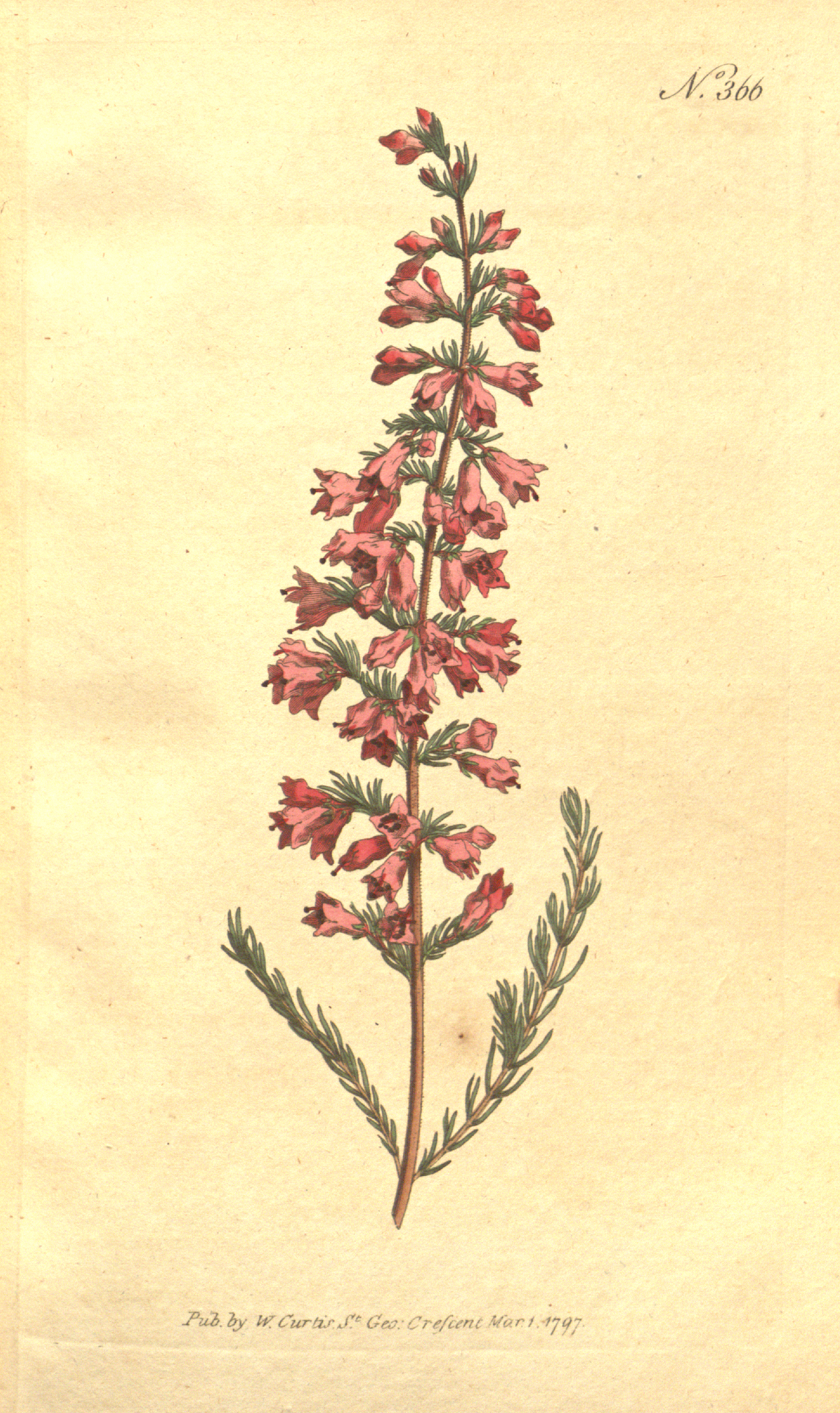 Erica pyramidalis