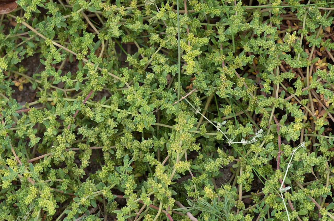 Herniaria ciliolata