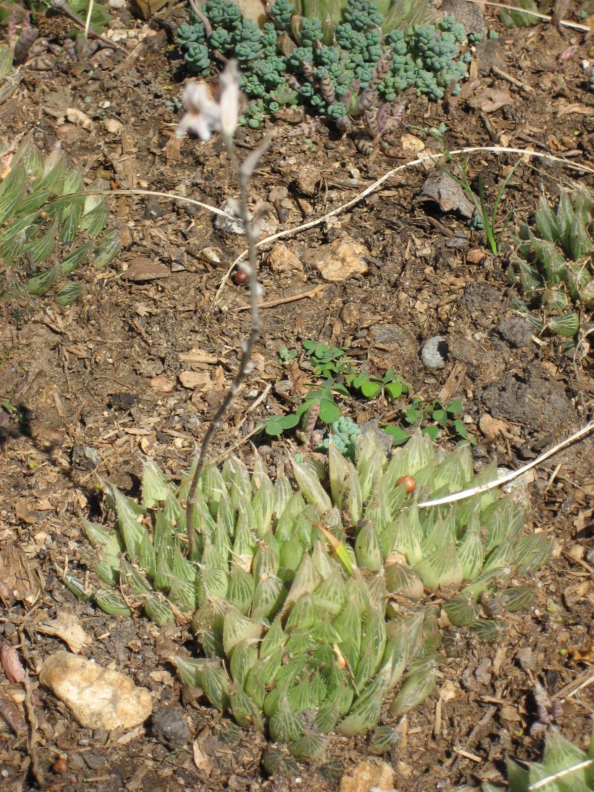 Haworthia mucronata