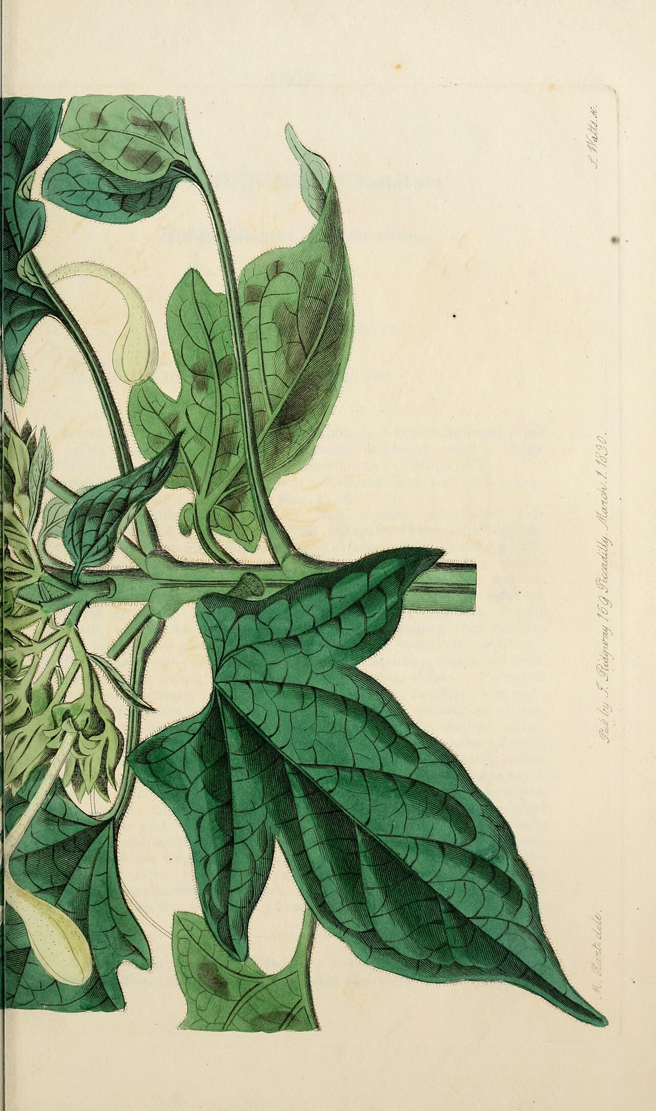 Clerodendrum hastatum