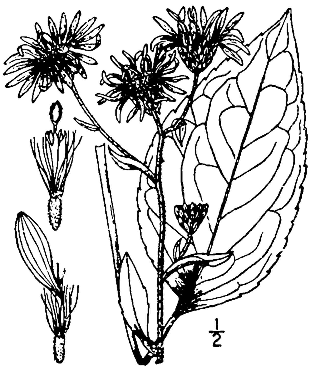 Eurybia herveyi