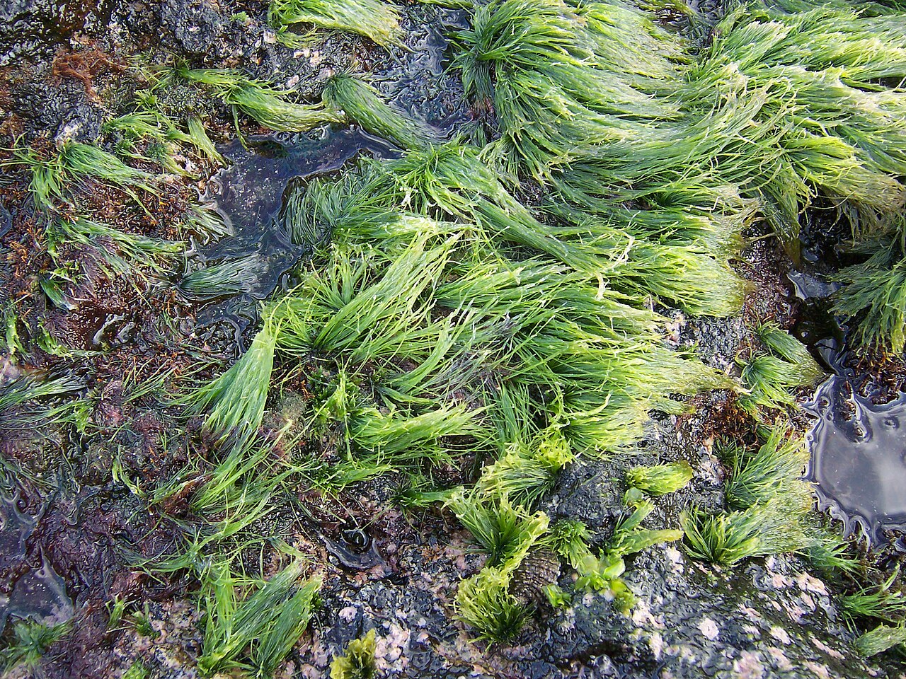 Chaetomorpha antennina