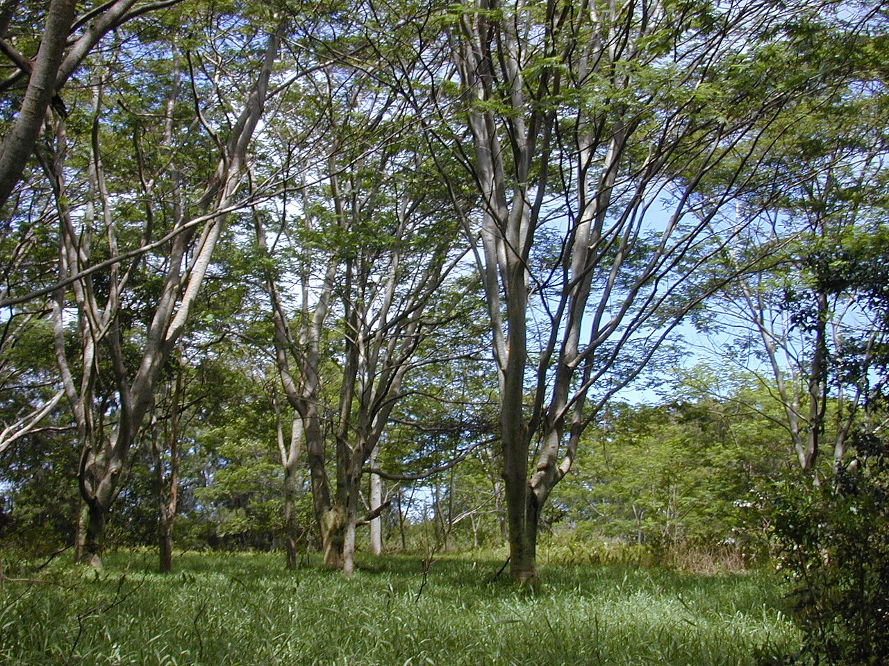 Falcataria falcata