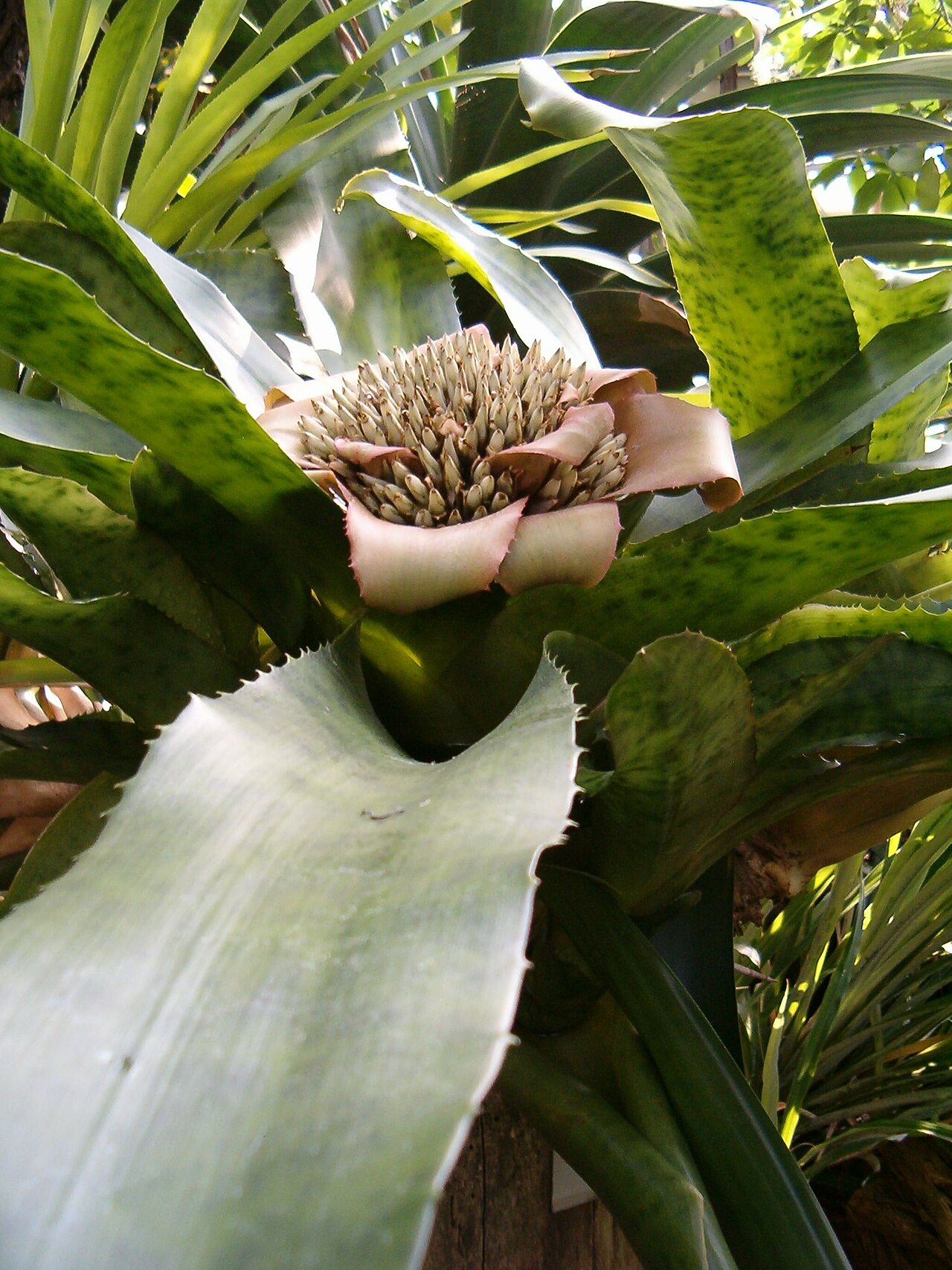 Edmundoa perplexa