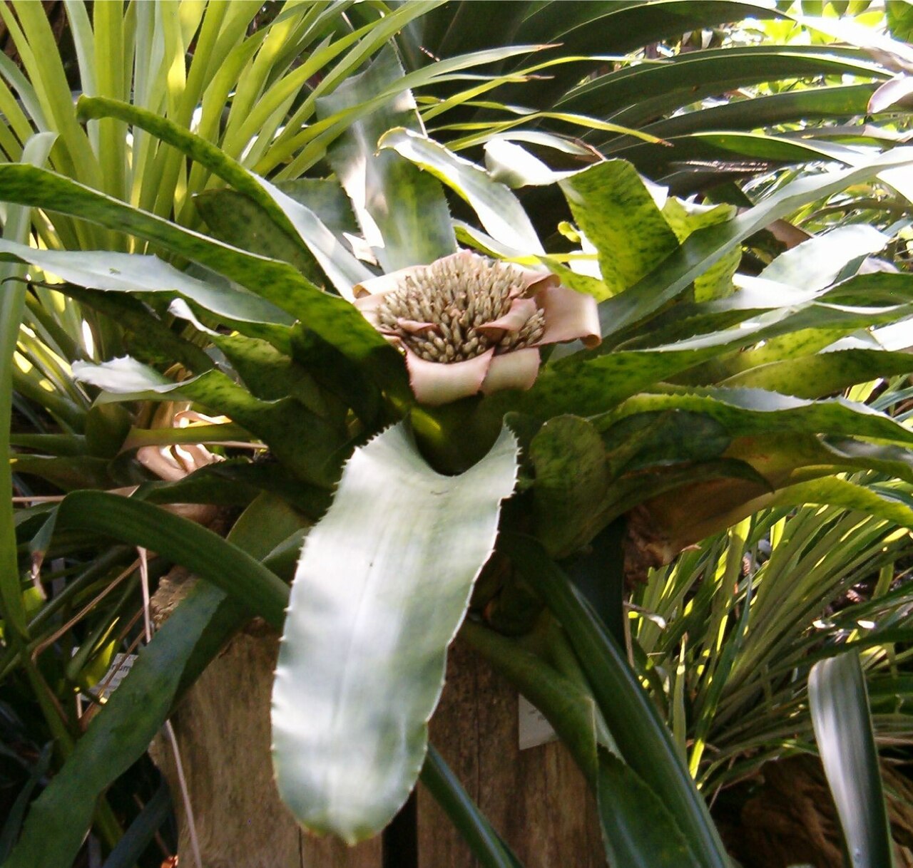 Hohenbergia augusta