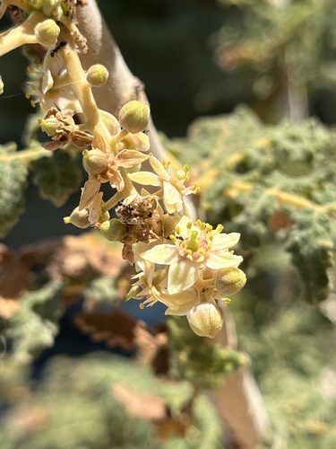 Boswellia bullata