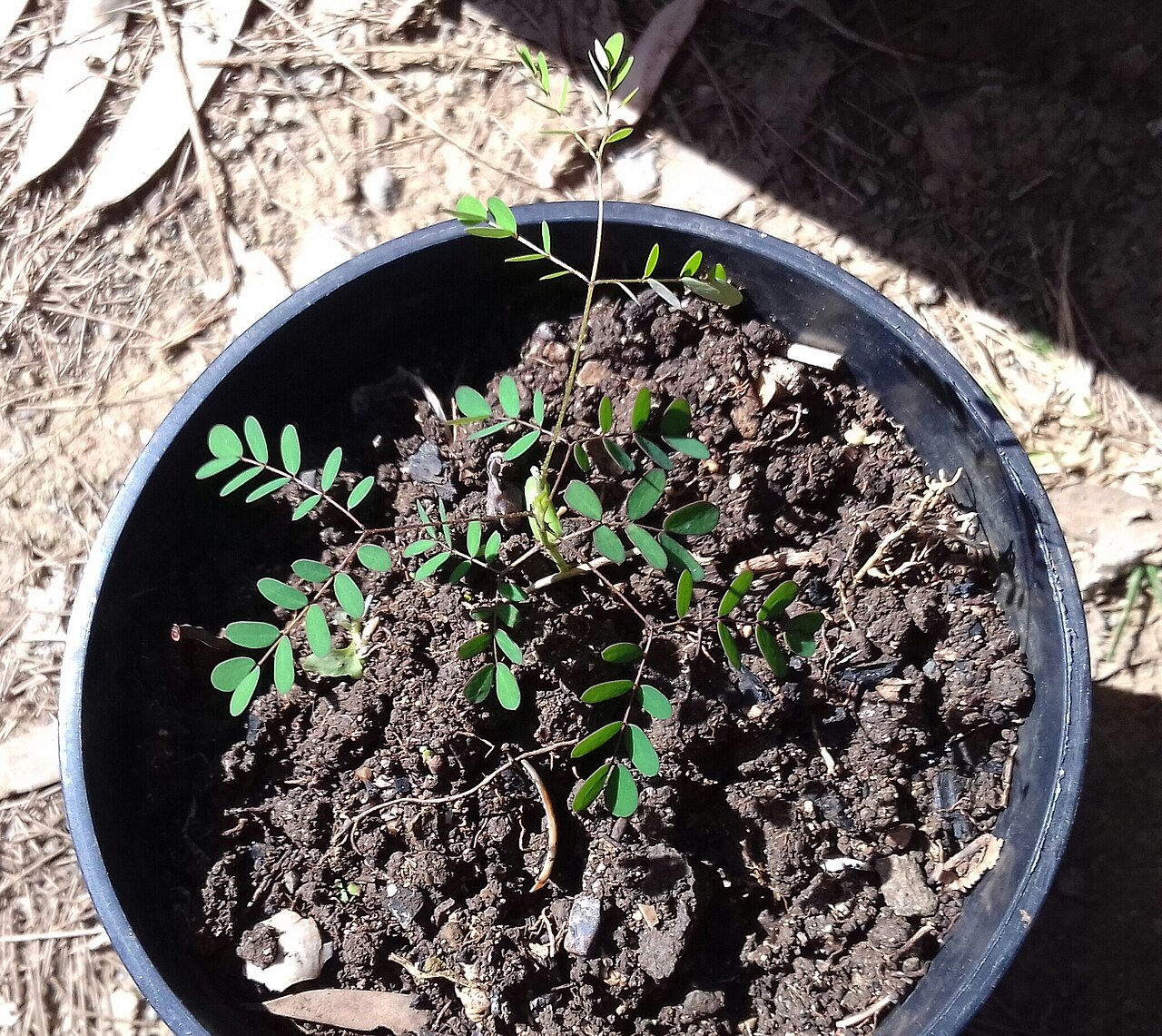 Albizia guillainii