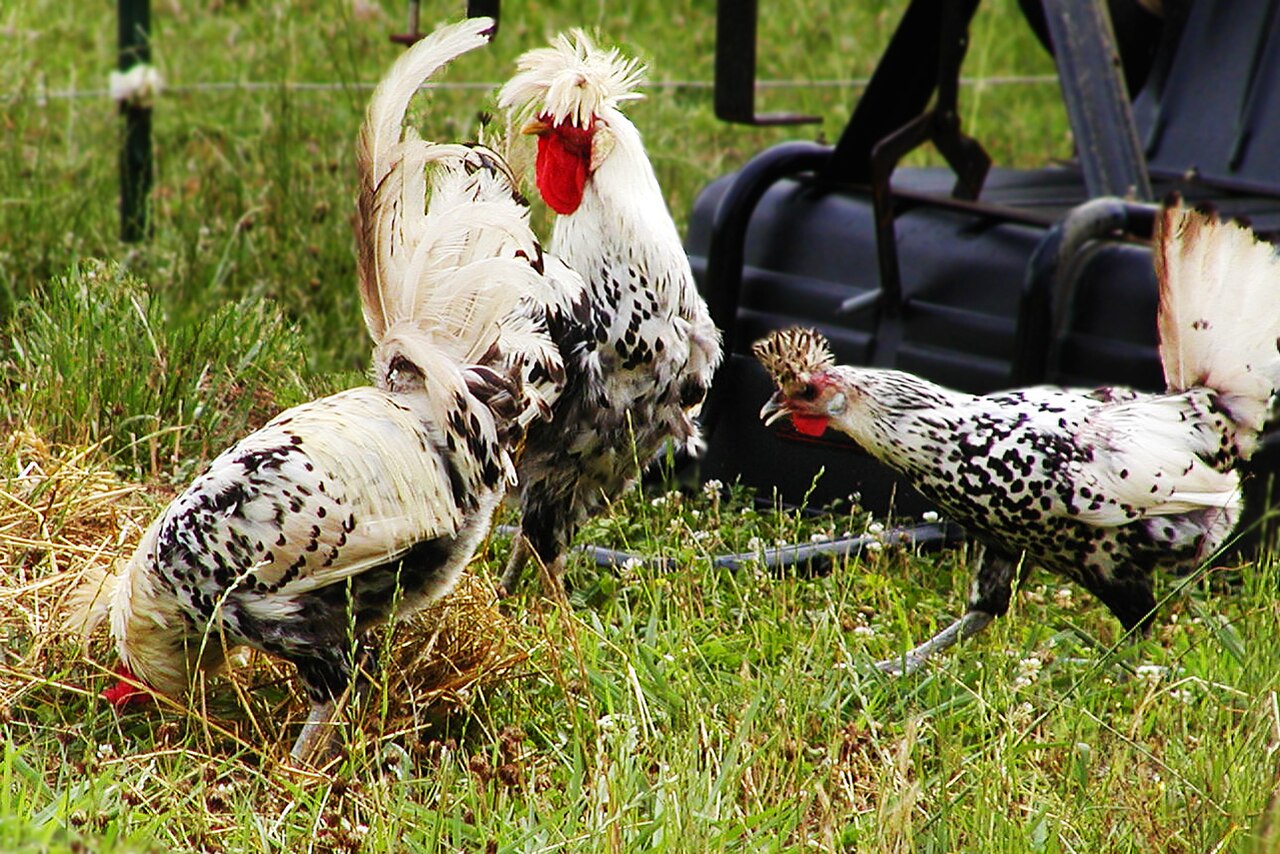 Appenzeller Spitzhauben