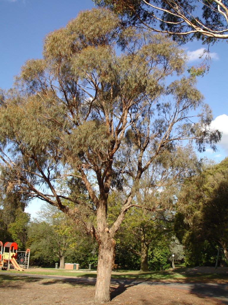 Wattle-leaved peppermint is a tree growi