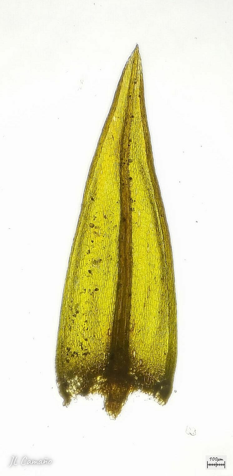 Bryum mildeanum